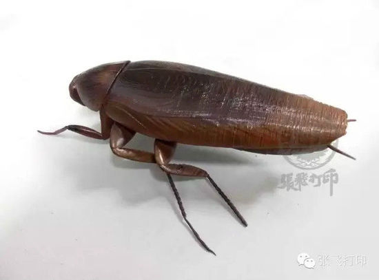 3D打印蟑螂小强诞生记(超精细) 妹纸胆小也可入
3D打印蟑螂,3D打印小强,3D打印技术,3D打印服务,3D打印平台,e键打印