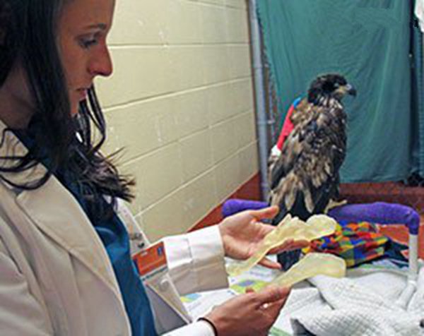 受伤的雄鹰与工作人员手拿它的3D打印复制肱骨