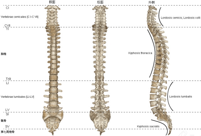 人体椎骨图 人体椎骨图