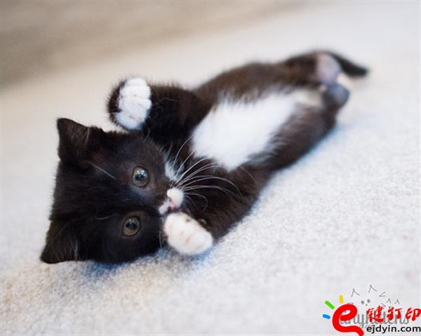 [好有爱]3D打印助残疾猫咪恢复行动自由 3D打印猫咪专用轮椅