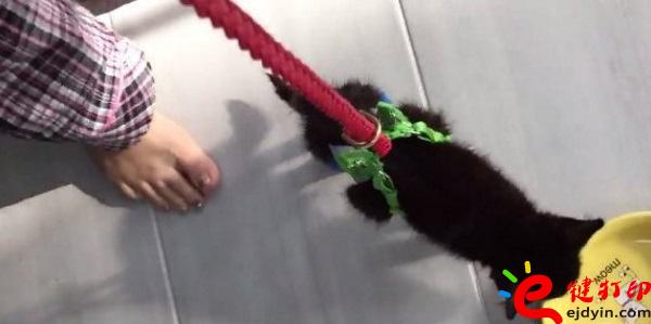 [好有爱]3D打印助残疾猫咪恢复行动自由 3D打印猫咪专用轮椅