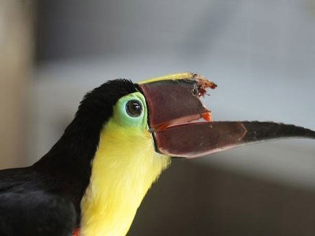 没有上喙的大嘴鸟