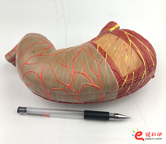 人体胃部复模手板1