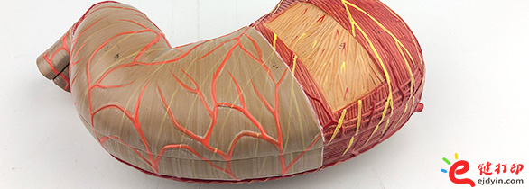 人体胃部复模手板2