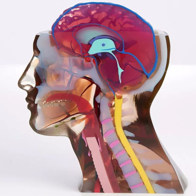 彩色3d打印人体器官医学模型