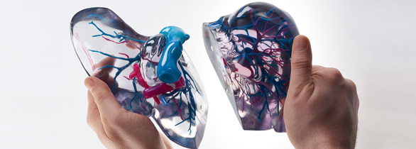 彩色3d打印人体器官医学模型2